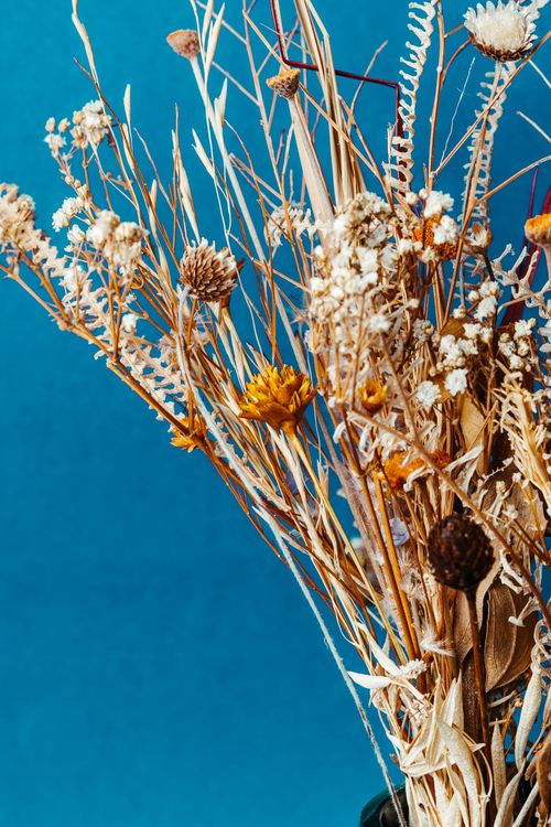 Dried flowers on blue by Jonathan Borba on Pexels