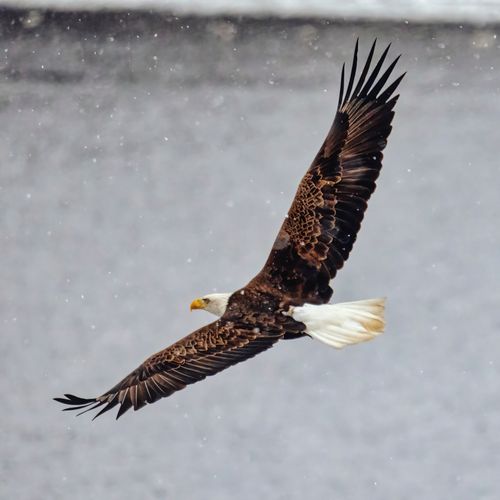 Free Bald eagle soaring in snowfall at Reads Landing, MN, showcasing its majestic wingspan. Stock Photo
