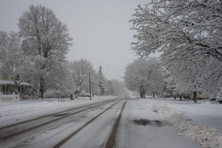 Road And Trees In Winter 