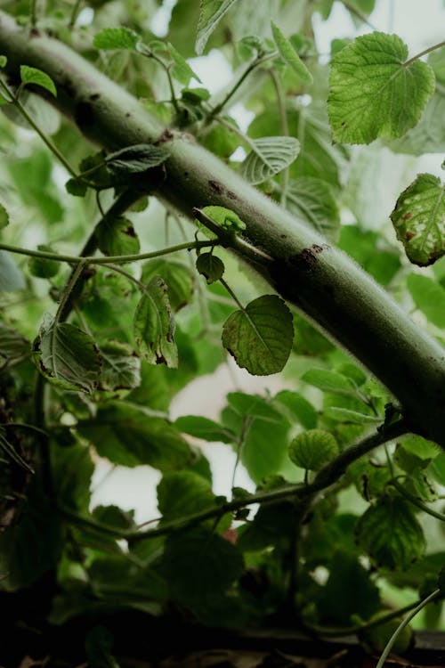 Close-up on Small Green Leaves Growing on Branch