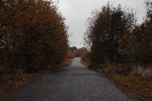 Autumn Trees around Cobblestone Road