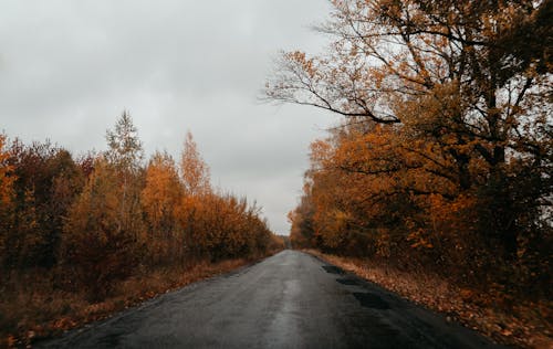 Asphalt Road through Rows of Autumn Trees