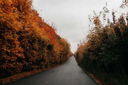 Бесплатное стоковое фото с autumn, forest, heavy rain
