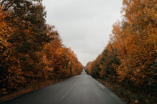 View of an Empty Road between Autumnal Trees