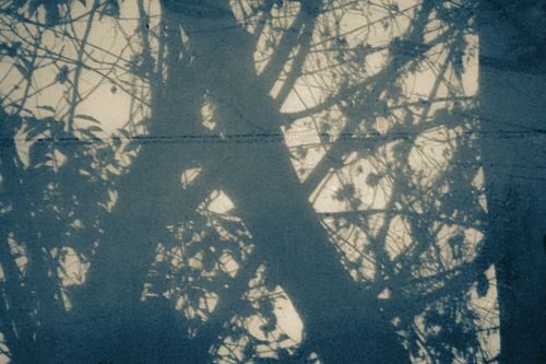 Free A monochrome silhouette of tree branches creating an artistic retro effect. Stock Photo