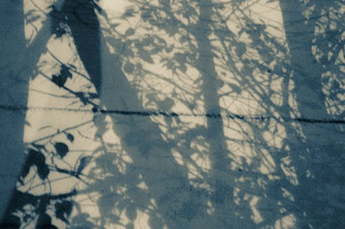 Tree Shadows on Pavement