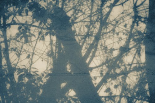 Imagine de stoc gratuită din arbori, blur, crengi