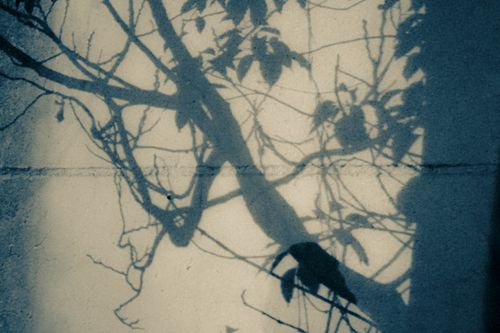 Free Artistic capture of tree branch shadows cast on a sunlit wall, embodying nature's play with light. Stock Photo