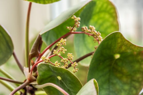 Безкоштовне стокове фото на тему «coleus, flowerhead, natureworld»