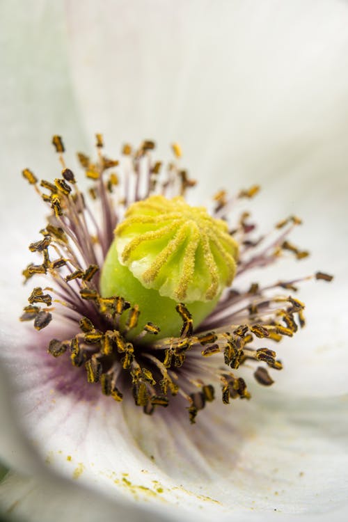 Closeup of stamen, stigma, filament of a blooming white poppy flower.