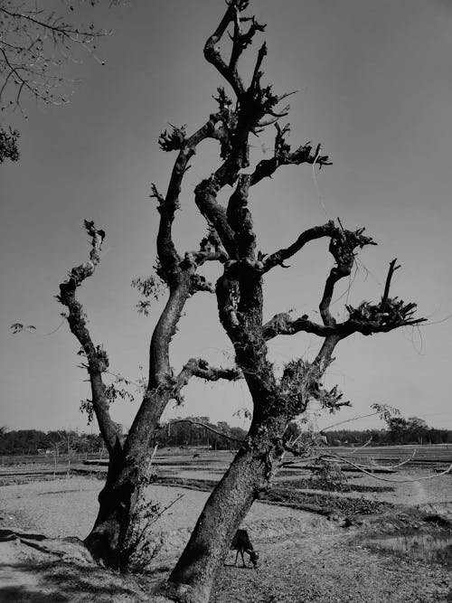 Fotos de stock gratuitas de arboles, blanco y negro, cielo limpio