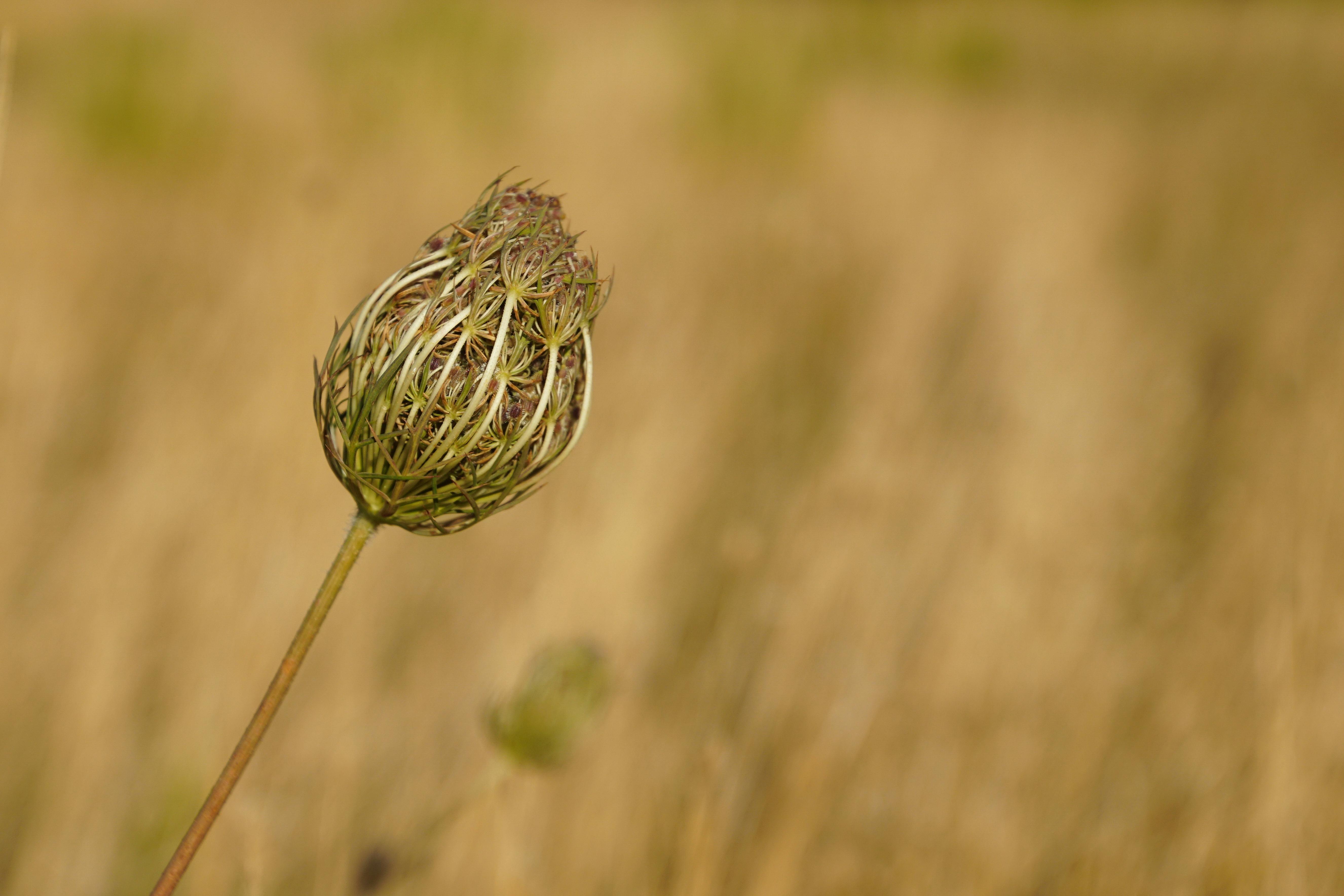 Detailed macro shot of a Queen Anne's Lace flower against a blurred golden field background.
