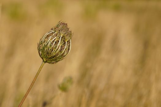 Free stock photo of blur, color, dry