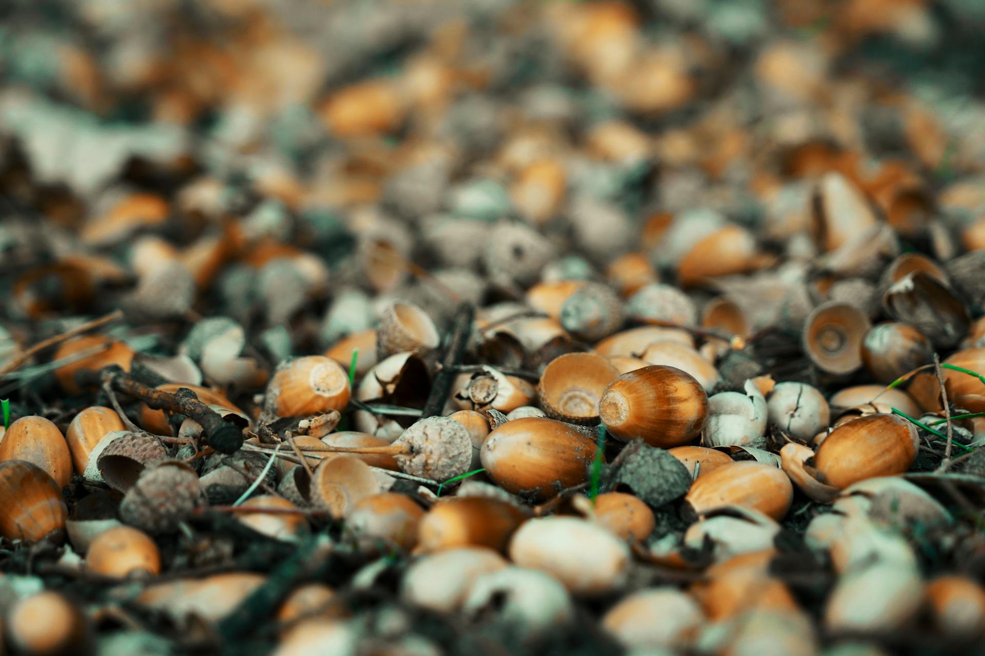 Close-up of Acorns on the Ground