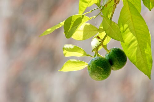 Close-up of Limes on a Tree