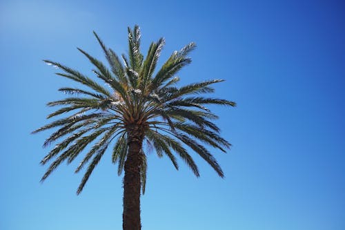 Kostnadsfri bild av blå himmel, exotisk, flora