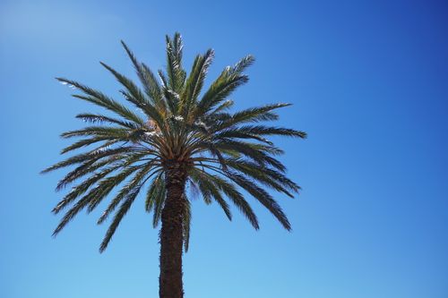 Free A single palm tree silhouetted against a vibrant blue sky, showcasing tropical beauty. Stock Photo