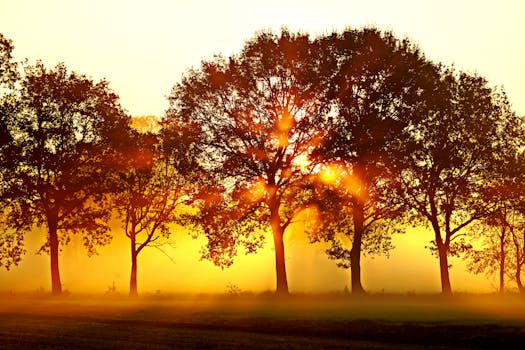 Captivating view of sunlight filtering through trees at sunrise, creating a warm and serene atmosphere.