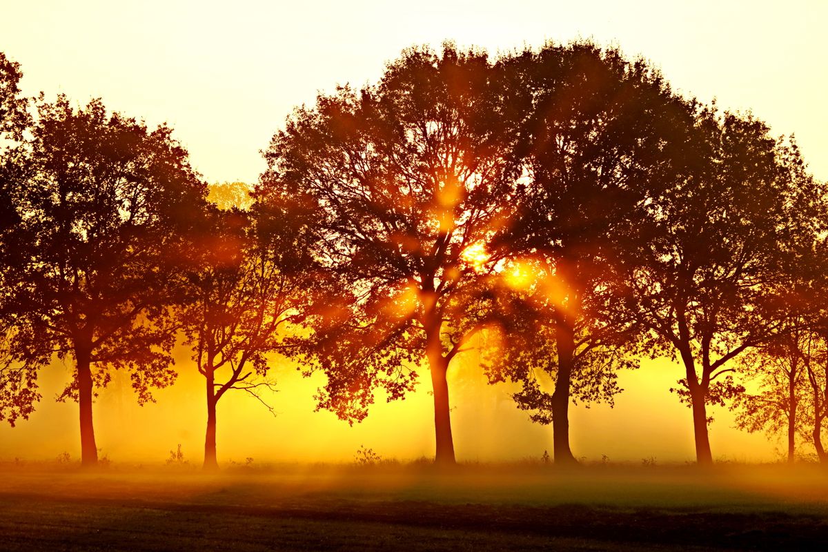 Golden tree illuminated in morning mist and sunlight for Smart Money