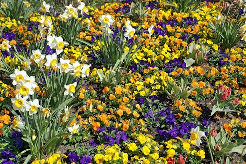 Kostenloses Stock Foto zu auswahl, blumen, bunt