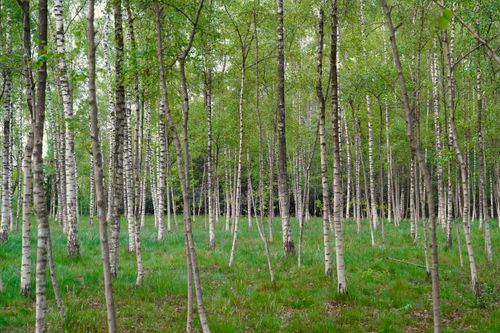 Free A tranquil birch forest scene with lush green grass and slender trees during springtime. Stock Photo