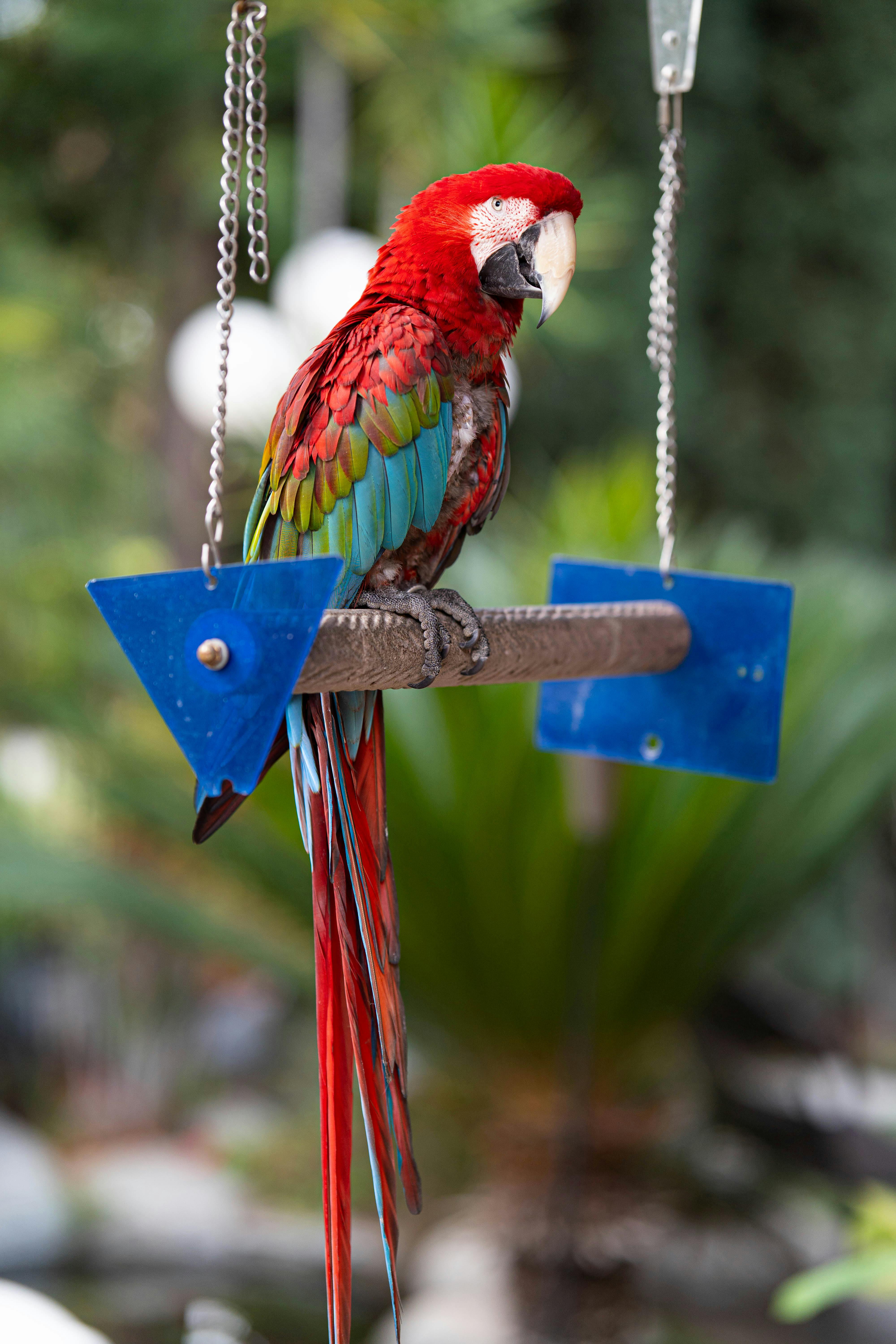 Parrot on Swing · Free Stock Photo