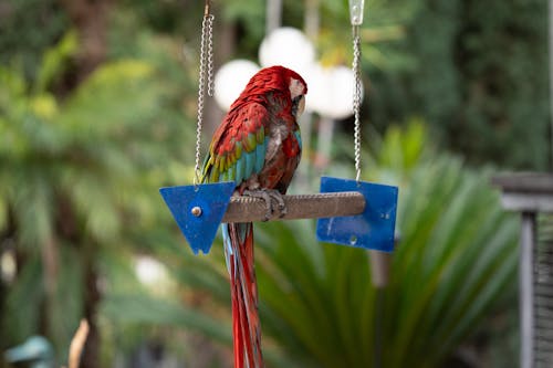Parrot on Swing