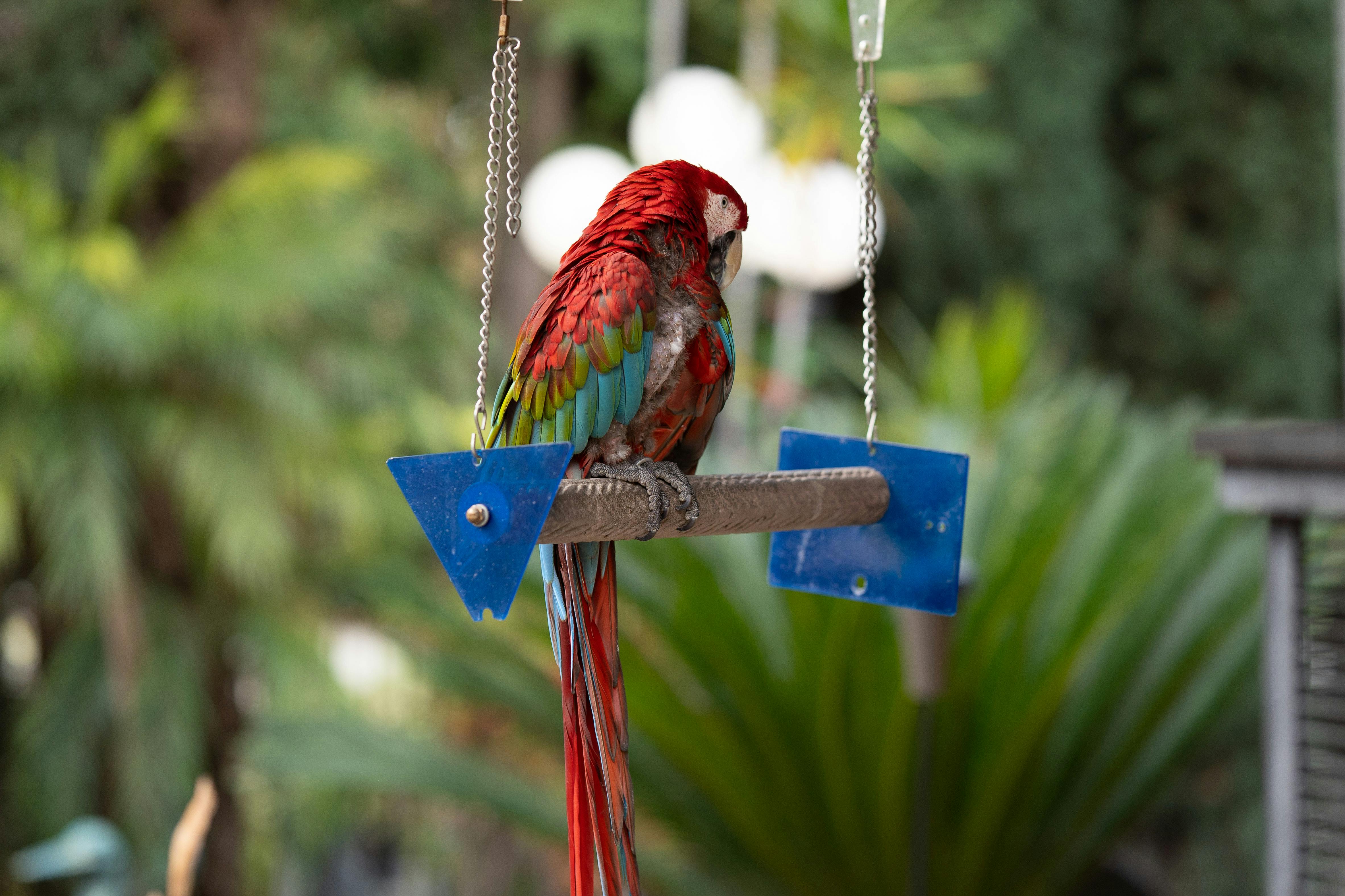 Parrot on Swing · Free Stock Photo