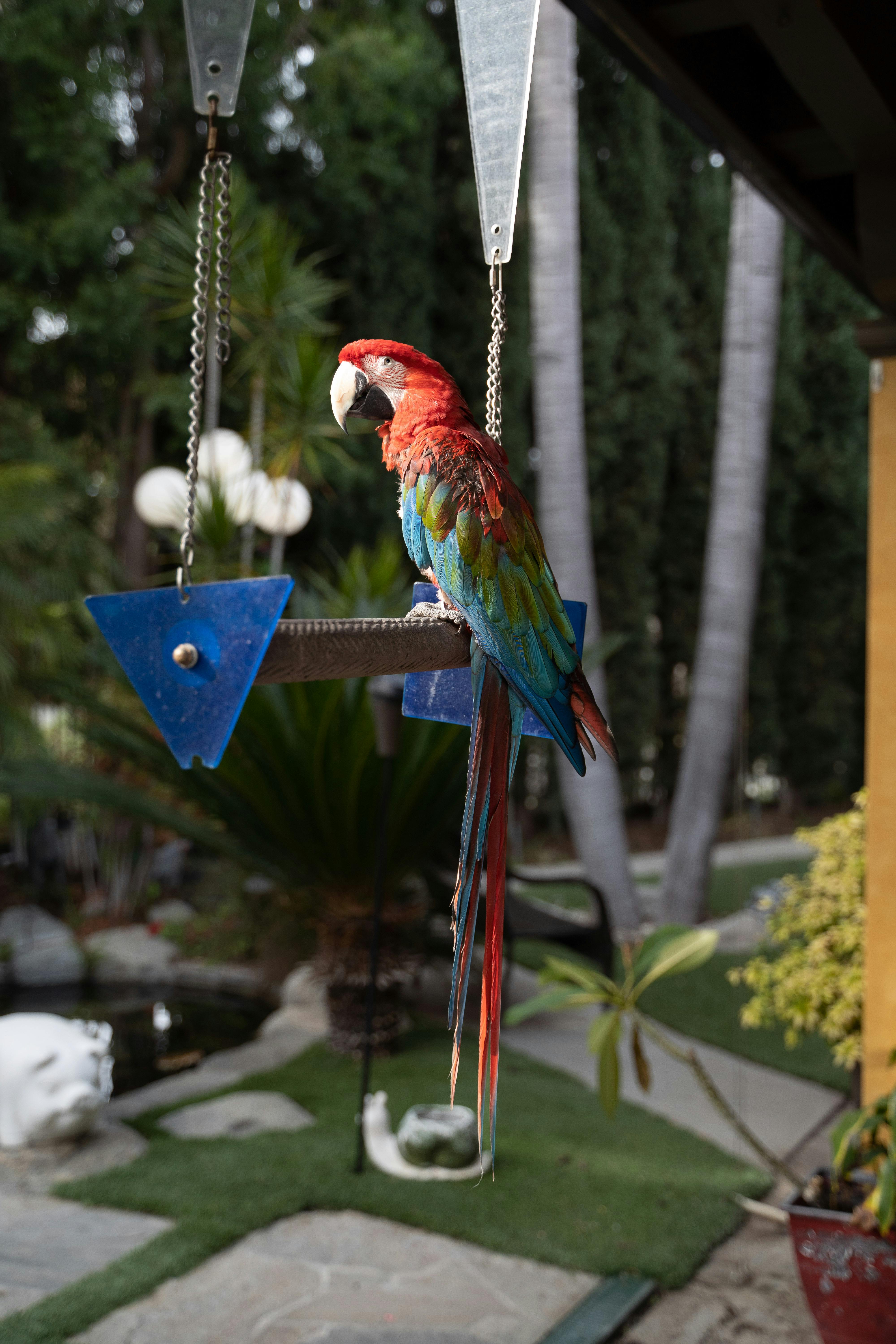 A Macaw on a Bird Swing · Free Stock Photo