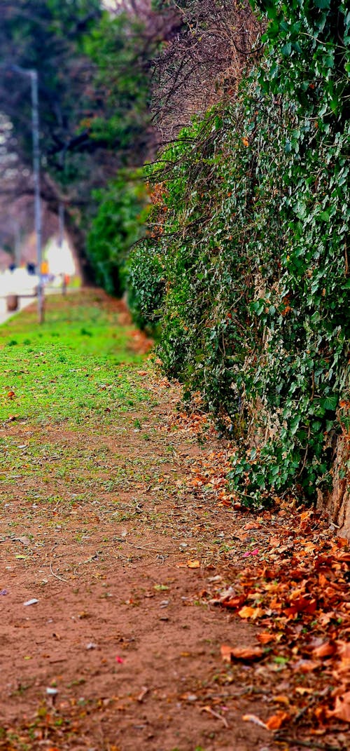 Kostenloses Stock Foto zu schöne natur