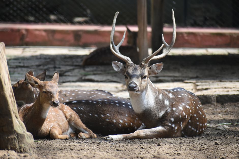Spotted deer resting in sunlight at a park in Bengaluru, showcasing natural wildlife behavior.
