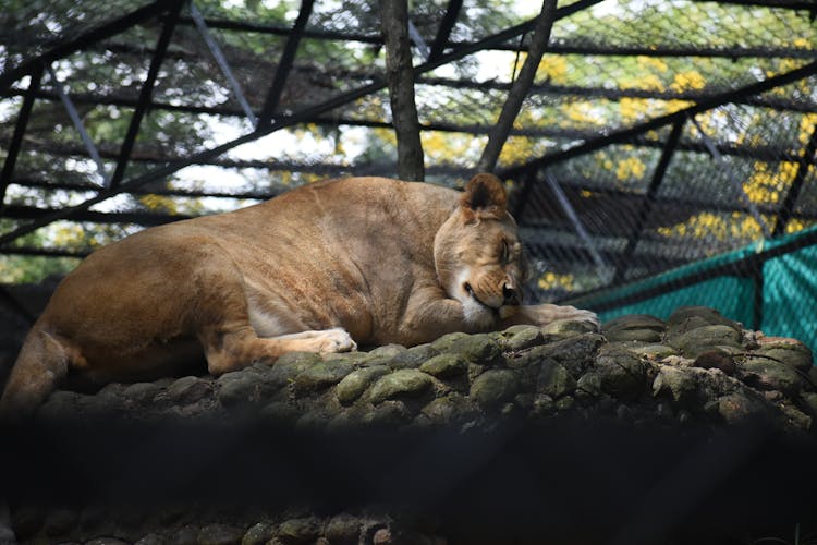 Photo Of Lioness Lying Down