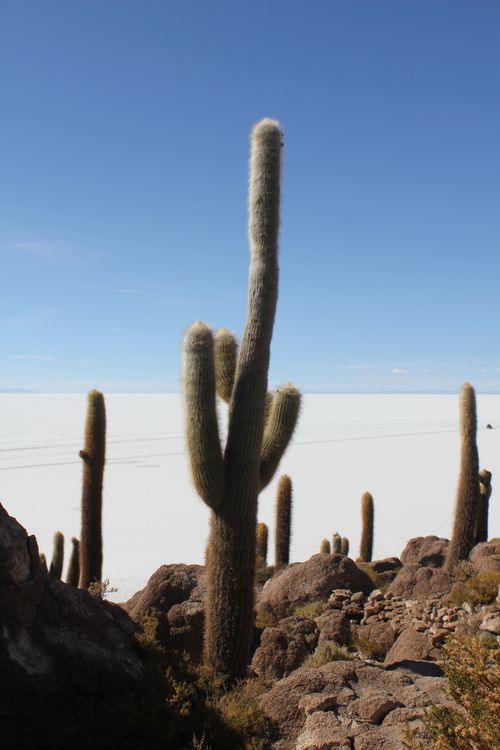 Free Saguaro cacti in the vast salt flats of Bolivia's Incahuasi Island under a bright blue sky. Stock Photo