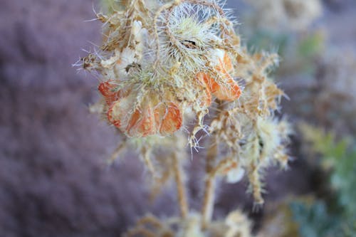 Gratis lagerfoto af bolivia