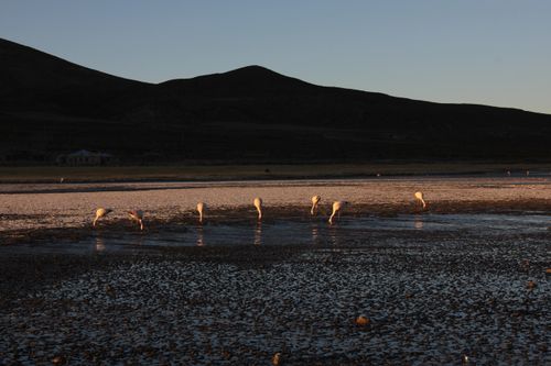 Free A serene view of flamingos feeding at sunset near a calm shore with hills in the background. Stock Photo