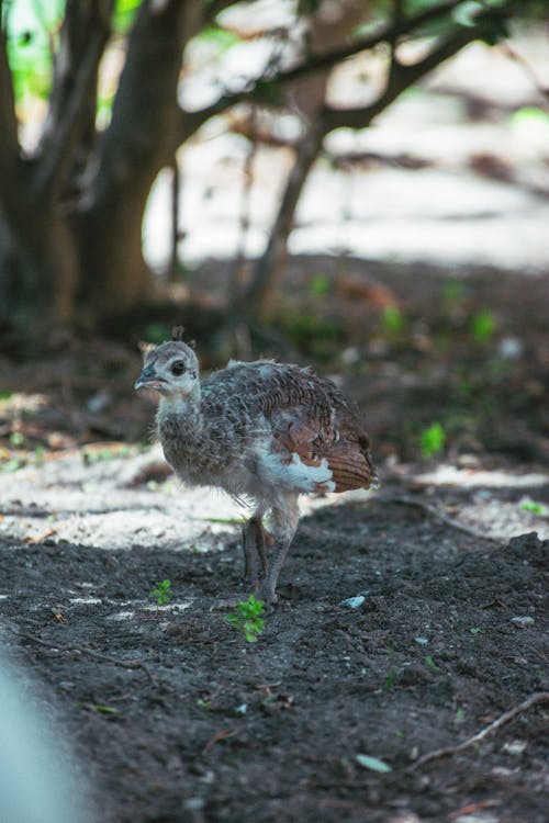 Free stock photo of bird