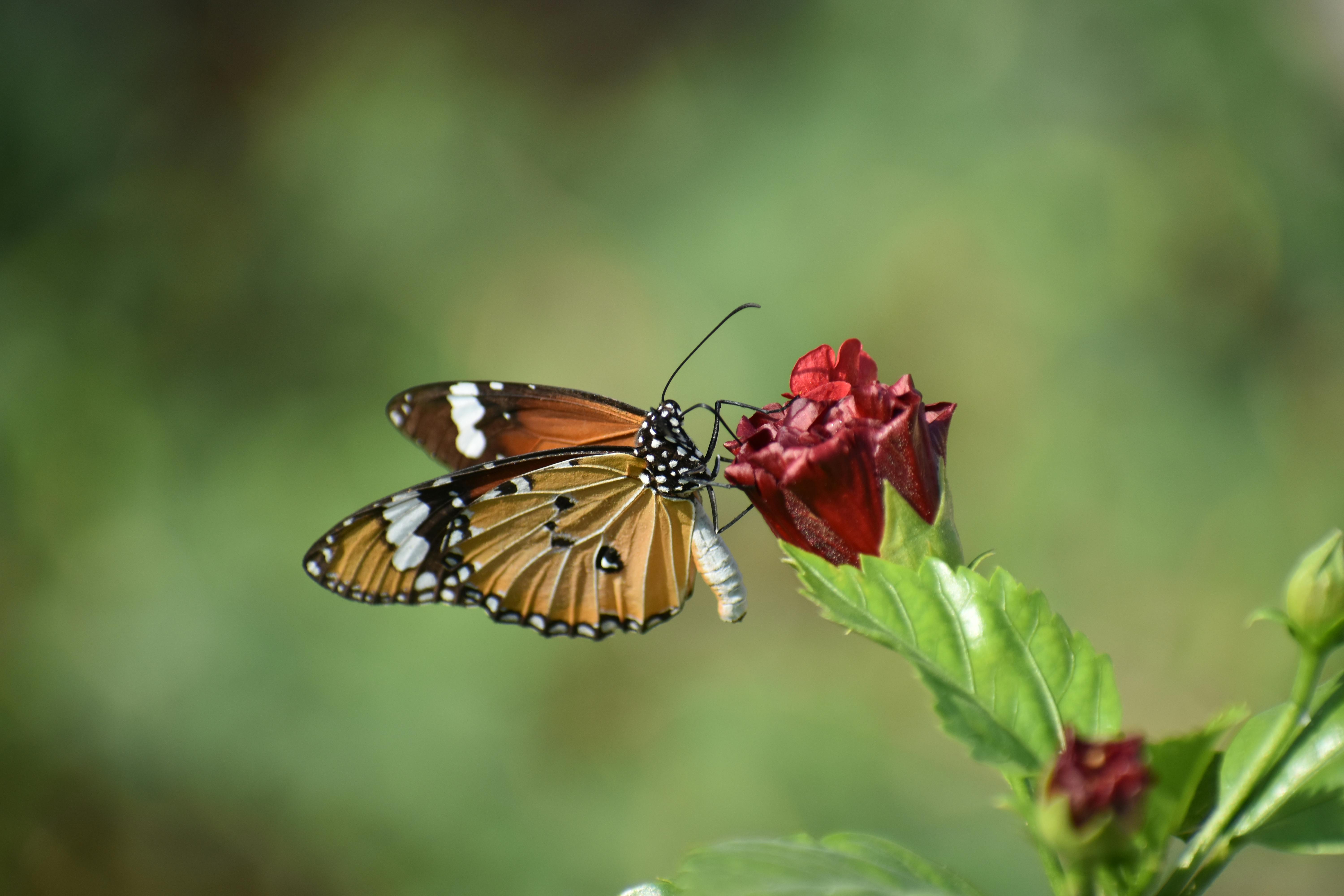 Kostenloses Foto zum Thema: schmetterling auf einer blume, schmetterlinge