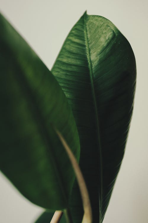 Rubber Plant Leaf