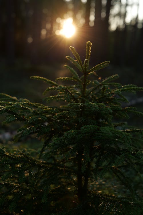 Close-up of a Small Coniferous Tree in a Forest 