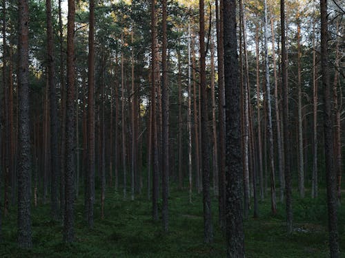 View of a Dense Pine Forest in Summer 