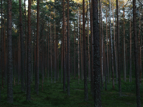A tranquil view of a dense pine forest with tall evergreen trees showcasing natural beauty.