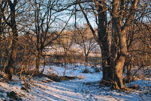 コールド, 低木, 冬の無料の写真素材