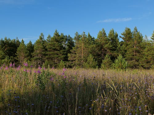 View of a Meadow with Purple Flowers and Green Trees under Blue Sky 
