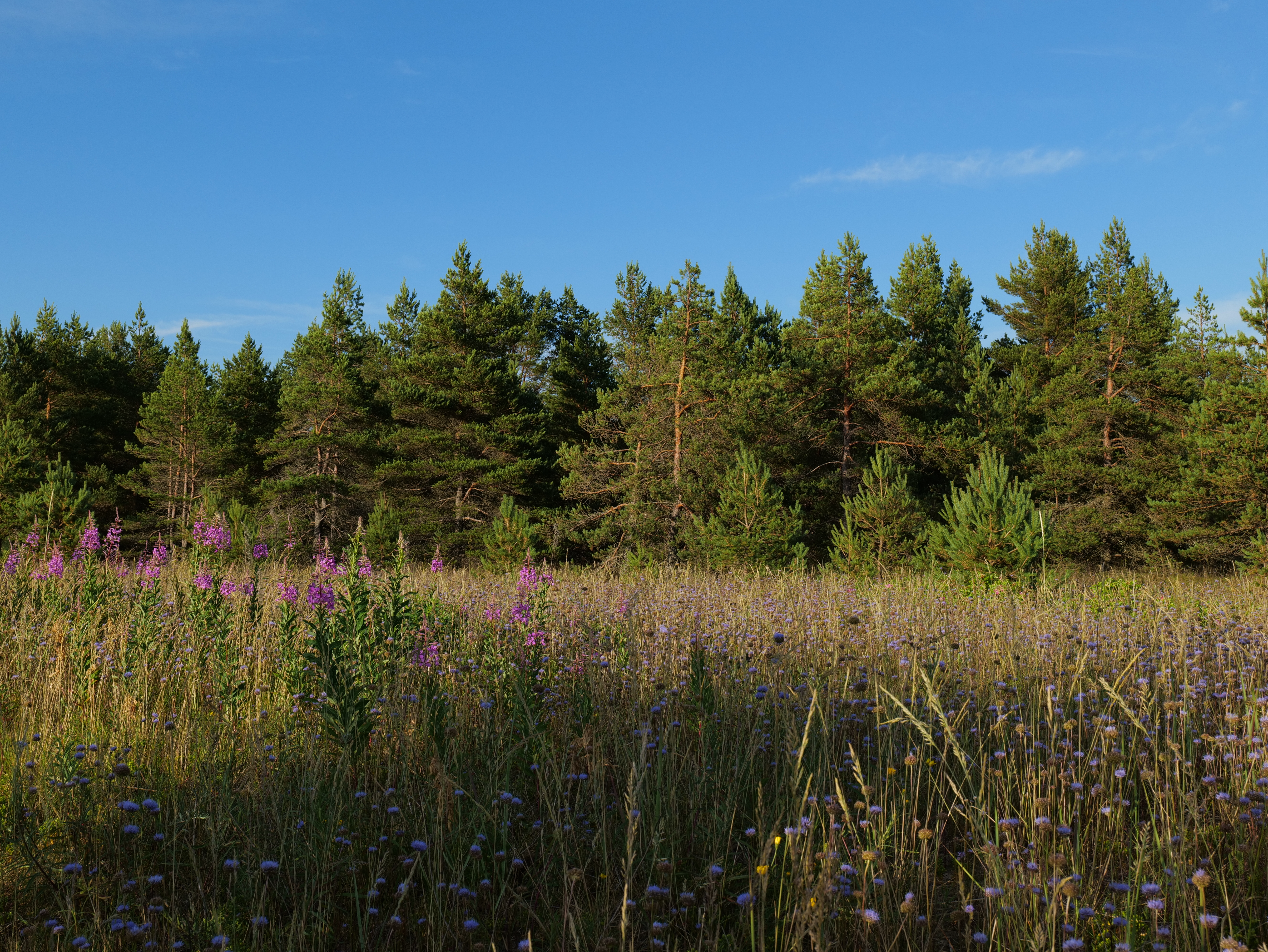 View of a Meadow with Purple Flowers and Green Trees under Blue Sky ...