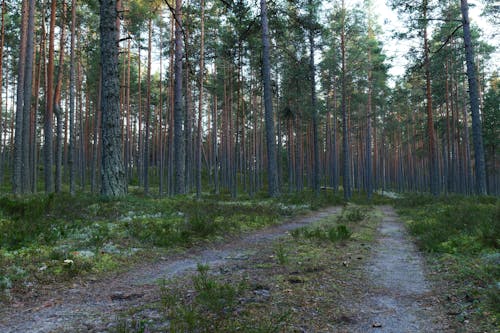 Photos gratuites de arbres, bois, chemin de terre