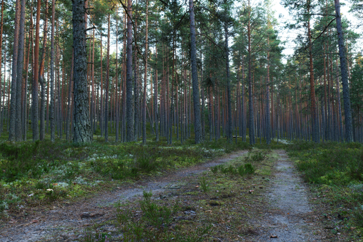 Explore a tranquil dirt path through a lush, sunlit forest teeming with tall trees.