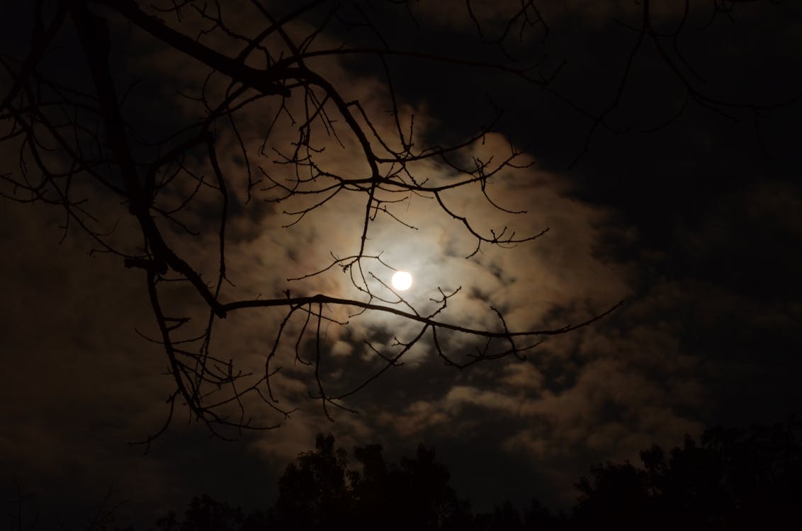 Free Silhouette of Tree Branch Under White Cloudy Skies during Nighttime Stock Photo
