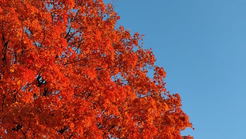 Immagine gratuita di autunno, foglie autunnali, rosso