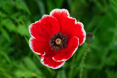 Close up of Poppy Flower