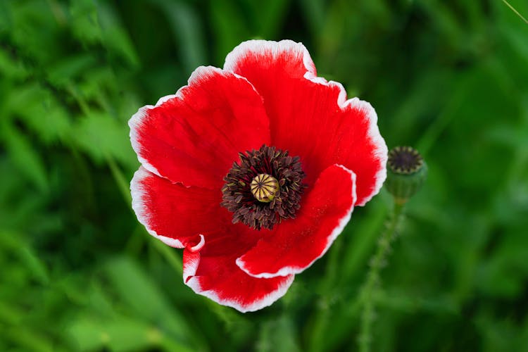 Close Up Of Poppy Flower